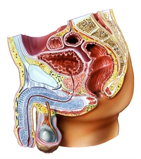 Diagnosing, Treating Refractory OAB