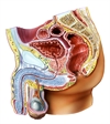 Diagnosing, Treating Refractory OAB
