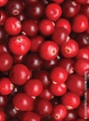 Antibiotics Outperform Cranberry Extract for UTIs