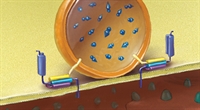 Part II: Clinical Challenges and Renal Considerations in Managing Gout