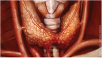 Thyroid Functional Disease
in Dialysis Patients