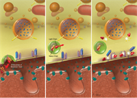 Current Therapies for Overactive Bladder