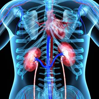 Study reveals a 13% incidence of CIN in allograft recipients undergoing computed tomography or cardiac catheterization with contrast media. Contrast-Induced Nephropathy in Kidney Tx Patients Characterized - Renal and Urology News