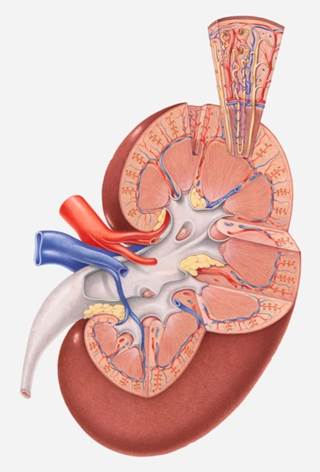 Study implicates an inability of a CKD patient's kidneys to excrete the daily acid load.