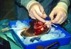 Some Discarded Higher-Risk Kidneys May Be Transplantable Some Discarded Higher-Risk Kidneys May Be Transplantable