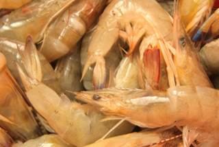 Excess consumption of iron-rich foods such as shellfish could increase the risk of gout, according to new research. Excess consumption of iron-rich foods such as shellfish could increase the risk of gout, according to new research.