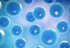 Male Fertility May Be Impaired by CP/CPPS Male Fertility May Be Impaired by CP/CPPS