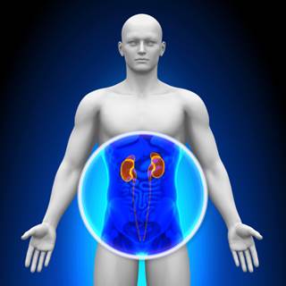 Beneficial effect of drug that inhibits galectin-3 is most pronounced in patients with diabetes-related CKD. Beneficial effect of drug that inhibits galectin-3 is most pronounced in patients with diabetes-related CKD.