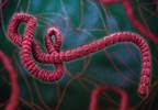 Ebola Virus Can Remain in Semen of Survivors Ebola Virus Can Remain in Semen of Survivors