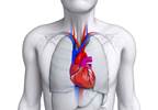 Study: Screen ED Sufferers for Cardiovascular Disease Study: Screen ED Sufferers for Cardiovascular Disease