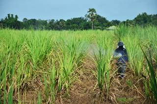 Study of sugarcane workers in Nicaragua may help to explain a high prevalence of chronic kidney disease in Central America. Study of sugarcane workers in Nicaragua may help to explain a high prevalence of chronic kidney disease in Central America.