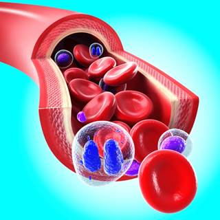 CKD patients with larger erythrocyte volumes had more than triple the risk of dying from cardiovascular causes, researchers reported. CKD patients with larger erythrocyte volumes had more than triple the risk of dying from cardiovascular causes, researchers reported.