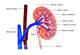 Good Residual Renal Function Improves HD Patient Outcomes Good Residual Renal Function Improves HD Patient Outcomes