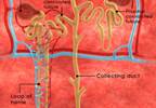 More Rapid Decline in Kidney Function for Diagnosed Diabetes More Rapid Decline in Kidney Function for Diagnosed Diabetes