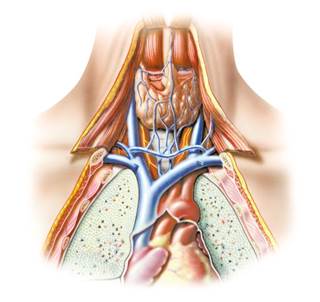 In a study, ioPTH decay at 30 minutes post-excision was highly accurate in predicting persistent SHPT. In a study, ioPTH decay at 30 minutes post-excision was highly accurate in predicting persistent SHPT.