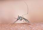 How Does Zika Infection Lead to Microcephaly? How Does Zika Infection Lead to Microcephaly?