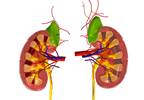 Oral Nicotinamide Safe for Renal Transplant Recipients Oral Nicotinamide Safe for Renal Transplant Recipients