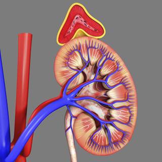 An eGFR decline of at least 30% during the 6 to 24 months after kidney transplantation predicts a higher risk of graft loss. An eGFR decline of at least 30% during the 6 to 24 months after kidney transplantation predicts a higher risk of graft loss.