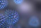 Emetine May Treat Cytomegalovirus Infection Emetine May Treat Cytomegalovirus Infection