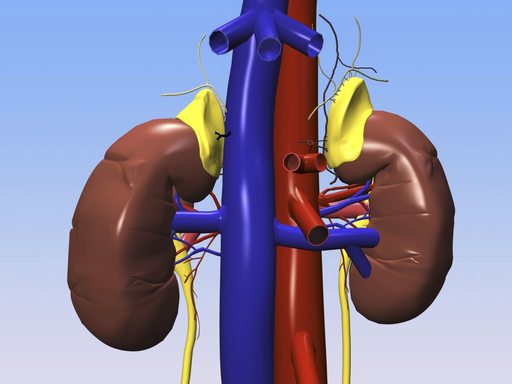 Reduced Kidney Function Ups Likelihood of AFib - Renal and Urology News