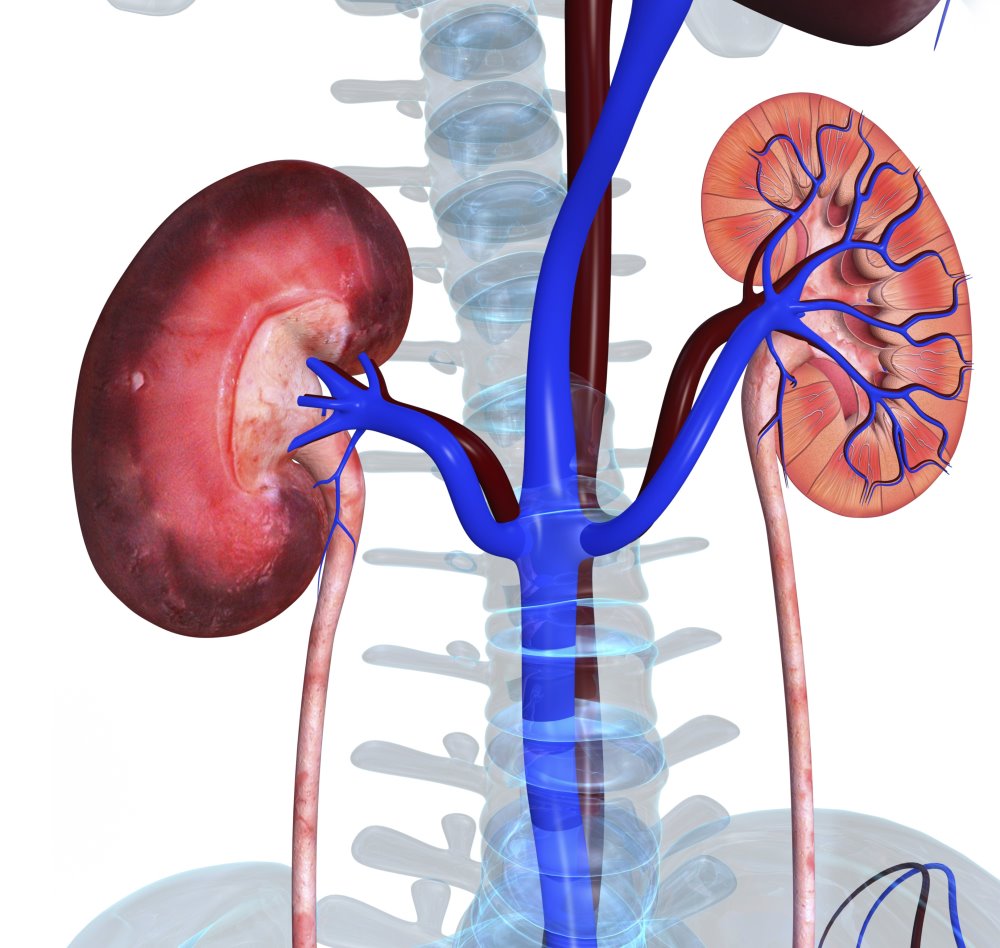 Copeptin Predicts Iga Nephropathy Outcomes Renal And