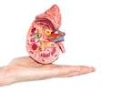 SHPT Highly Prevalent Among Diabetic Nephropathy Patients SHPT Highly Prevalent Among Diabetic Nephropathy Patients