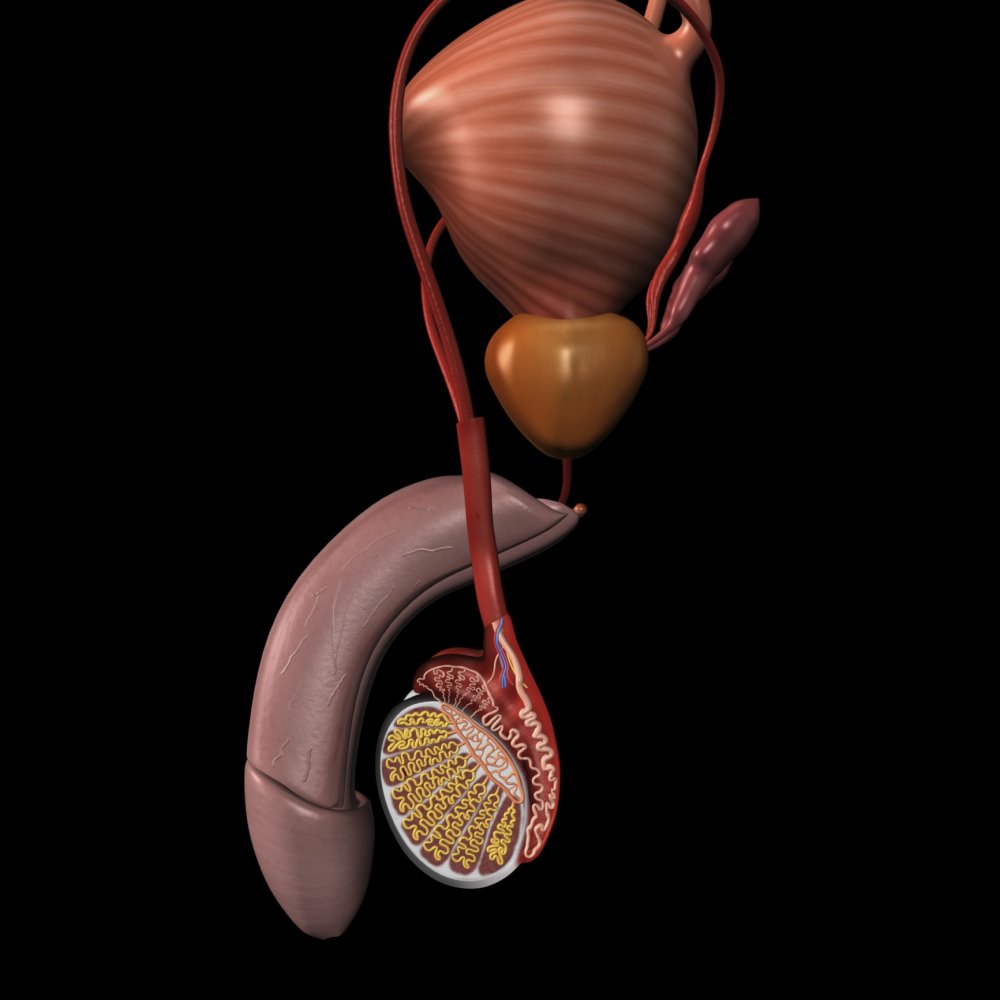 seminal-vesicle-problems-may-be-a-pae-complication-renal-and-urology-news