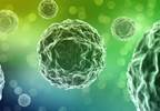 Coccidioidomycosis Ups Death Risk in Organ Recipients Coccidioidomycosis Ups Death Risk in Organ Recipients