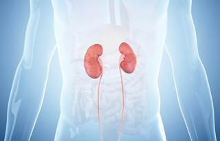 Even at very low levels, residual kidney function in hemodialysis patients clears uremic solutes. Even at very low levels, residual kidney function in hemodialysis patients clears uremic solutes.