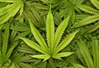 Legal Cannabis Use High Among Cancer Patients in WA Legal Cannabis Use High Among Cancer Patients in WA