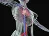 Aortic Calcification in CKD Patients Linked to Nutrition Aortic Calcification in CKD Patients Linked to Nutrition