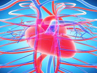 Participants with high TG and low HDL levels had a 1.32-fold greater HR for CHD than those with normal TG and normal HDL levels. Participants with high TG and low HDL levels had a 1.32-fold greater HR for CHD than those with normal TG and normal HDL levels.