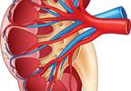 Pediatric Kidney Recipients Often Have Subclinical Inflammation Pediatric Kidney Recipients Often Have Subclinical Inflammation