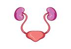 Bladder, Bowel Dysfunction More Likely in Girls vs Boys Bladder, Bowel Dysfunction More Likely in Girls vs Boys