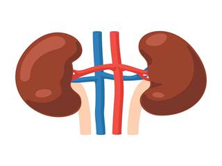 The researchers found that 17% of the population experienced KF decline, while incident CKD occurred in 17% of those at risk. The researchers found that 17% of the population experienced KF decline, while incident CKD occurred in 17% of those at risk.