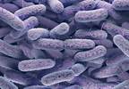 PCR Test Bests Urine Cultures for UTI Pathogen Detection PCR Test Bests Urine Cultures for UTI Pathogen Detection