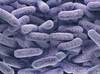 Meropenem-vaborbactam Superior for Complicated UTIs Meropenem-vaborbactam Superior for Complicated UTIs