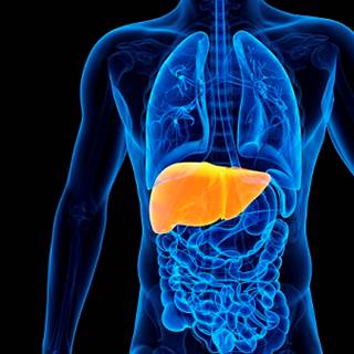 Development of liver disease is higher in men who undergo androgen deprivation therapy for prostate cancer than in those who do not, a study found. Development of liver disease is higher in men who undergo androgen deprivation therapy for prostate cancer than in those who do not, a study found.
