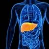 Prostate Cancer ADT Linked to Higher Risk of Liver Diseases Prostate Cancer ADT Linked to Higher Risk of Liver Diseases