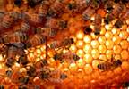 Royal Jelly May Ease Adverse Effects of RCC Drug Therapy Royal Jelly May Ease Adverse Effects of RCC Drug Therapy