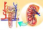 SGLT2 Inhibitor Increases Serum Phosphate, PTH, and FGF23 SGLT2 Inhibitor Increases Serum Phosphate, PTH, and FGF23